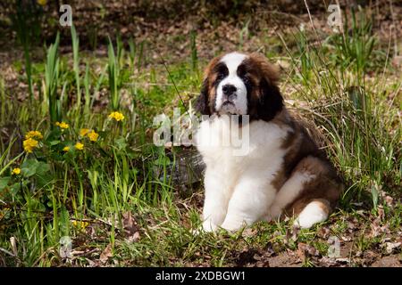 Chien St Bernard - chiot de 14 semaines Banque D'Images