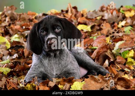 Chien pointeur allemand à poil dur - chiot (8 semaines Banque D'Images