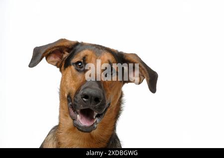 CHIEN. German Shepherd Cross Doberman Banque D'Images