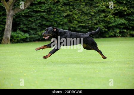 Chien - Rottweiler en marche Banque D'Images