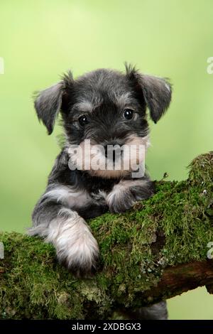 Chien. Chiot Schnauzer miniature (6 semaines) sur une bûche moussue Banque D'Images