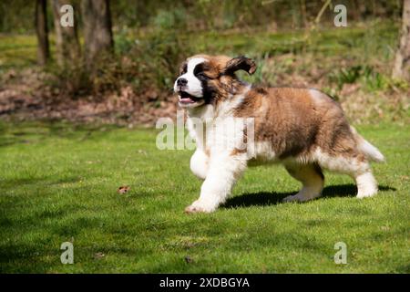 Chien St Bernard - chiot de 14 semaines, en cours d'exécution Banque D'Images