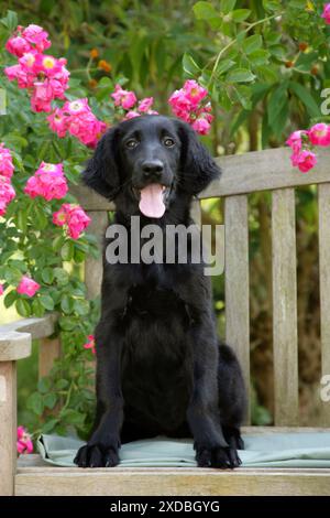 Chien - chiot Retriever à revêtement plat assis dans le jardin Banque D'Images