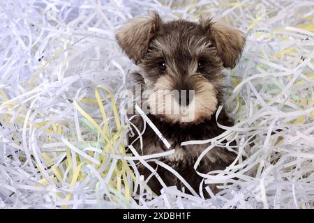 CHIEN. Chiot Schnauzer assis dans des déchiquetages de papier (gros plan) Banque D'Images