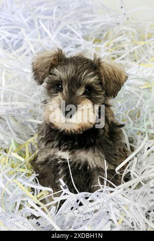 CHIEN. Chiot Schnauzer assis dans des déchiquetages de papier Banque D'Images