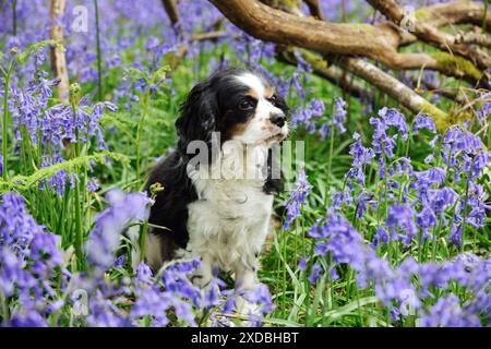 CHIEN. Cavalier roi charles Spaniel assis dans les bluebells Banque D'Images