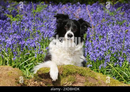 CHIEN. Border collie assis dans les bluebells Banque D'Images