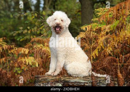 CHIEN. Lagotto romagnolo assis sur un banc dans des fougères Banque D'Images