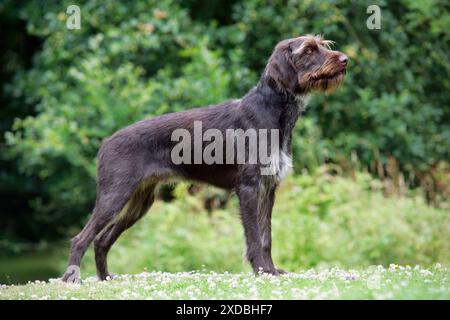 Chien. Pointeur allemand à poil métallique Banque D'Images