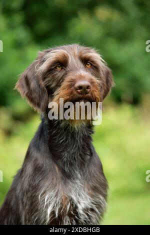 Chien. Pointeur allemand à poil métallique Banque D'Images