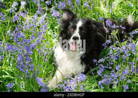 CHIEN. Border collie gisant dans les bluebells Banque D'Images