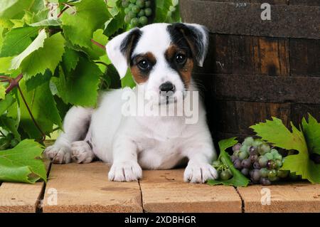 CHIEN. Parson jack russell terrier chiot à côté Banque D'Images