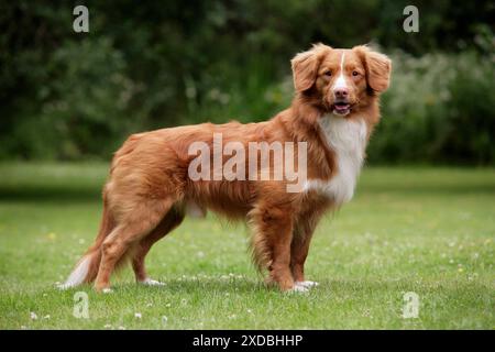 Chien. Retriever de canard de Nouvelle-Écosse Banque D'Images