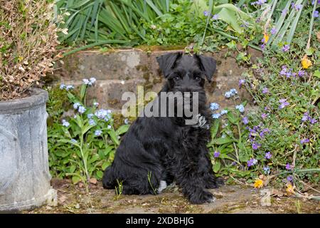 Chien - Schnauzer miniature - chiot de 10 semaines - Banque D'Images