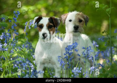 CHIEN - Jack russell terriers debout ensemble dans des cloches bleues Banque D'Images