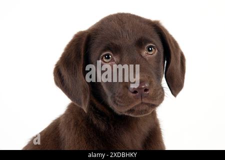 CHIEN - chiot labrador chocolat (tir à la tête) (13 semaines) Banque D'Images