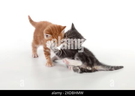 Chat - chatons au gingembre et gris Tabby jouant Banque D'Images