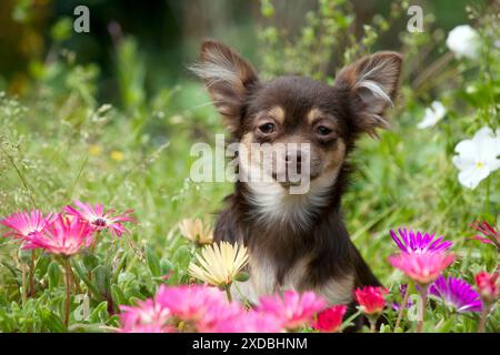 CHIEN - Chihuahua assis dans le parterre de fleurs Banque D'Images