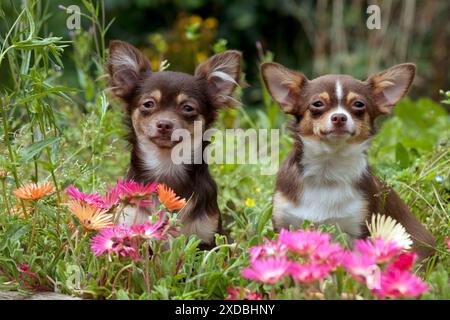 CHIEN - Chihuahuas assis dans le parterre de fleurs Banque D'Images