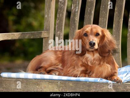 CHIEN - Teckel miniature à poil long couché sur un banc Banque D'Images