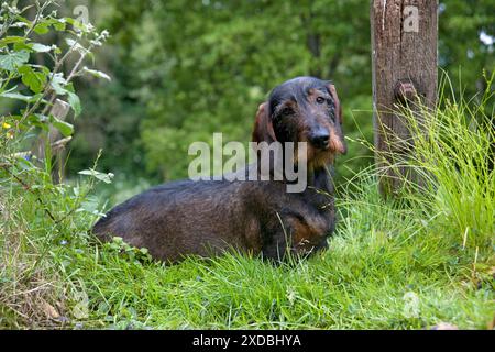 CHIEN - Teckel à poil métallique standard - assis dans le jardin Banque D'Images