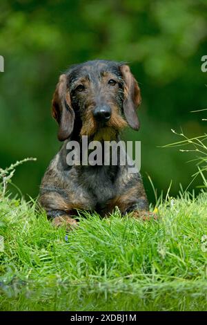 CHIEN - Teckel à poil métallique standard assis dans le jardin Banque D'Images