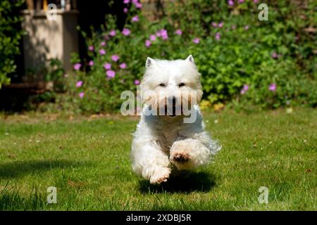 CHIEN - terrier blanc West Highland courant dans le jardin Banque D'Images