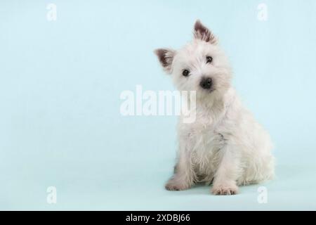 CHIEN - West Highland White Terrier - assis Banque D'Images