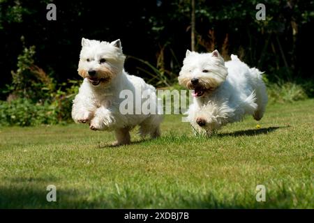 CHIEN - terriers blancs des Highlands de l'Ouest courant dans le jardin Banque D'Images