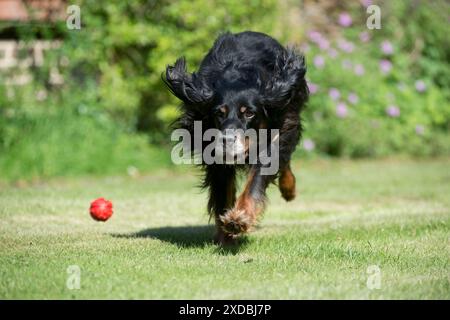 CHIEN - Gordon Setter jouant dans le jardin Banque D'Images