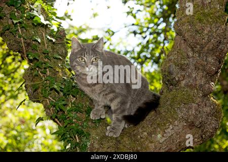 CHAT - gris tabby chat Banque D'Images