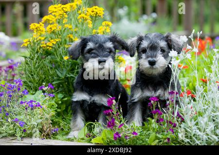 CHIEN - chiots Schnauzer Banque D'Images