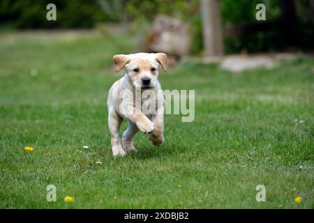 CHIEN - chiot Labrador jaune courant dans le jardin (7 semaines) Banque D'Images