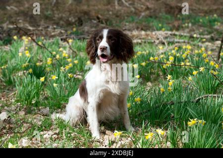 CHIEN - springer spaniel anglais assis dans des jonquilles Banque D'Images