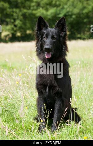 Chien Berger noir allemand Banque D'Images