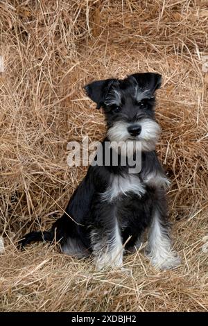 CHIEN Mini Schnauzer chiot dans le foin Banque D'Images