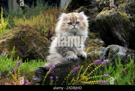 Chat persan Chinchilla Golden chaton de 14 semaines Banque D'Images