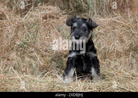 CHIEN Mini Schnauzer chiot dans le foin Banque D'Images