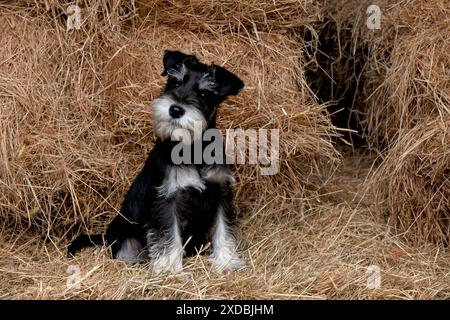 CHIEN Mini Schnauzer chiot dans le foin Banque D'Images