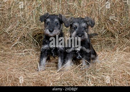 CHIEN Mini Schnauzer chiots dans le foin Banque D'Images