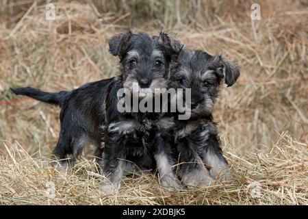 CHIEN Mini Schnauzer chiots dans le foin Banque D'Images