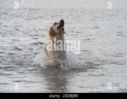 Chien Golden Retriever courant dans la mer Banque D'Images