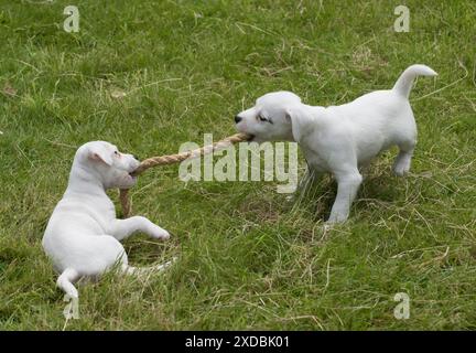 Chien Parson Jack Russell Terriers chiots de 9 semaines Banque D'Images
