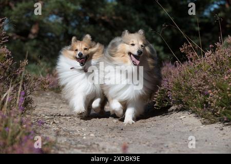 Chien Shetland Sheepdogs Banque D'Images