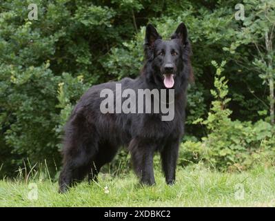 Chien Berger allemand (noir) Banque D'Images