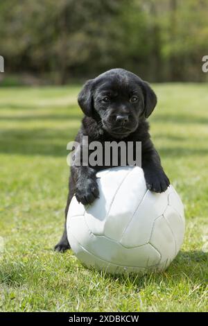 Chien Labrador chiot de 8 semaines Banque D'Images