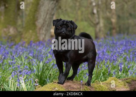 Chien Black Pug dans un bois Bluebell de printemps Banque D'Images