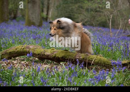 Chien Rough Collie courant dans un printemps Bluebell bois Banque D'Images
