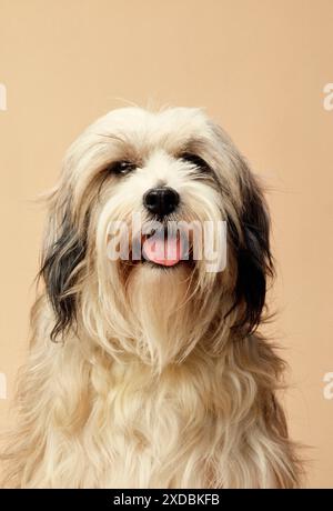 Chien terrier tibétain Banque D'Images