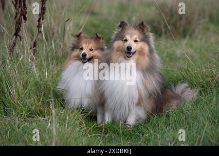 Chien Shetland Sheepdogs / Sheltie en herbe longue, automne Banque D'Images